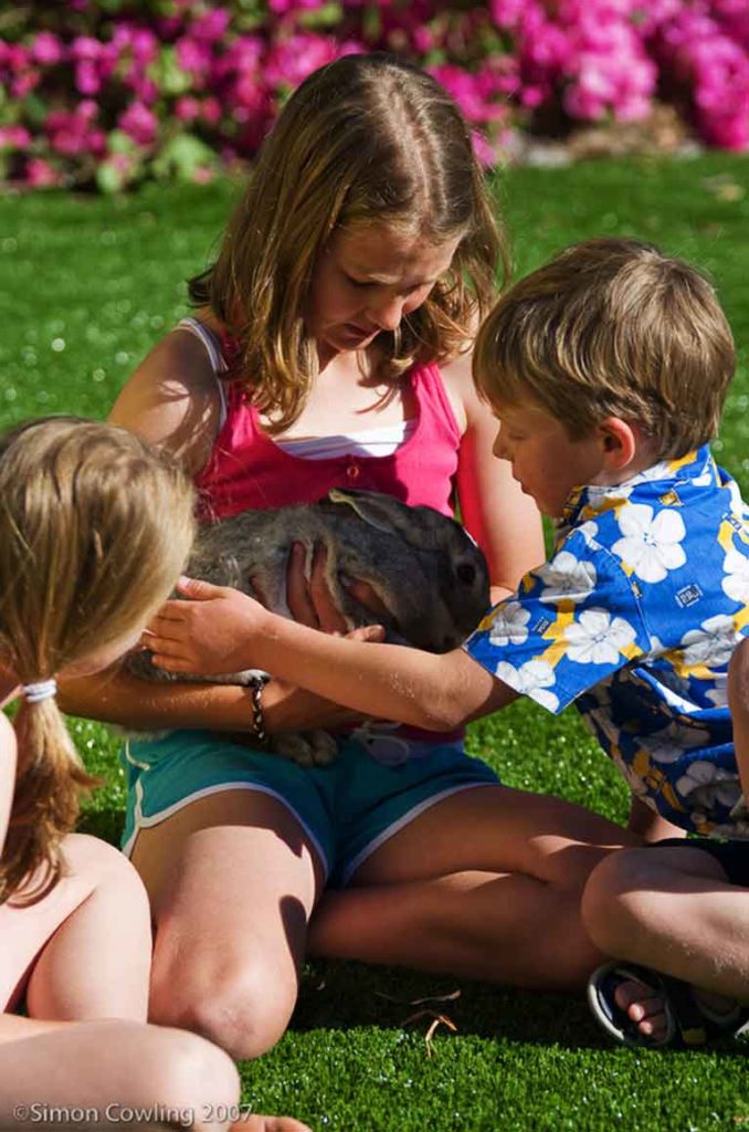 Children on Synthetic Lawn Holding Rabbit