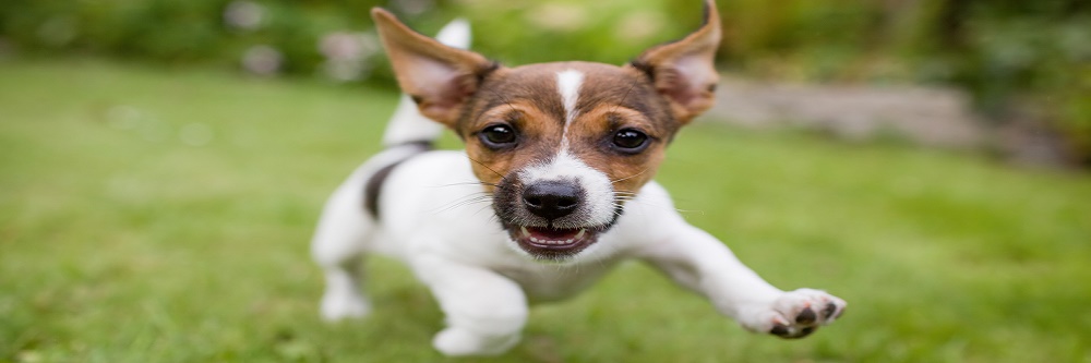 artificial grass for dogs 