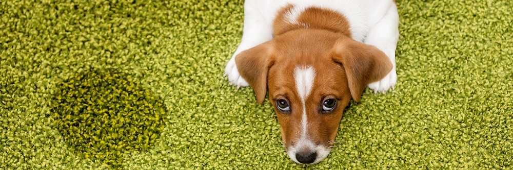 dog on artificial grass 