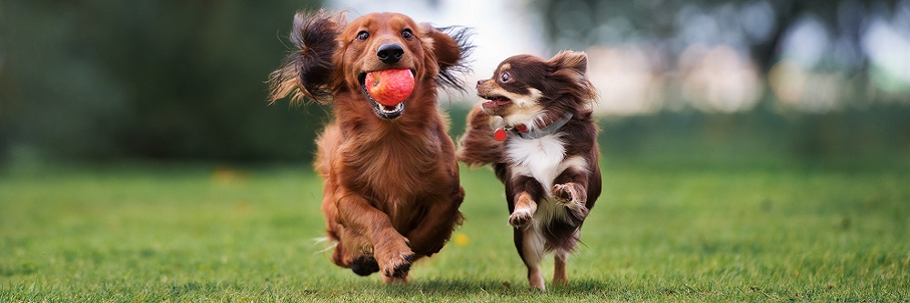 dogs playing on artificial grass 