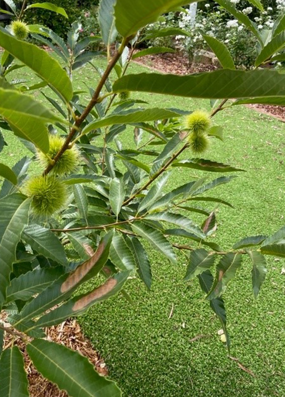 Trees & Synthetic Grass - Green Planet Grass