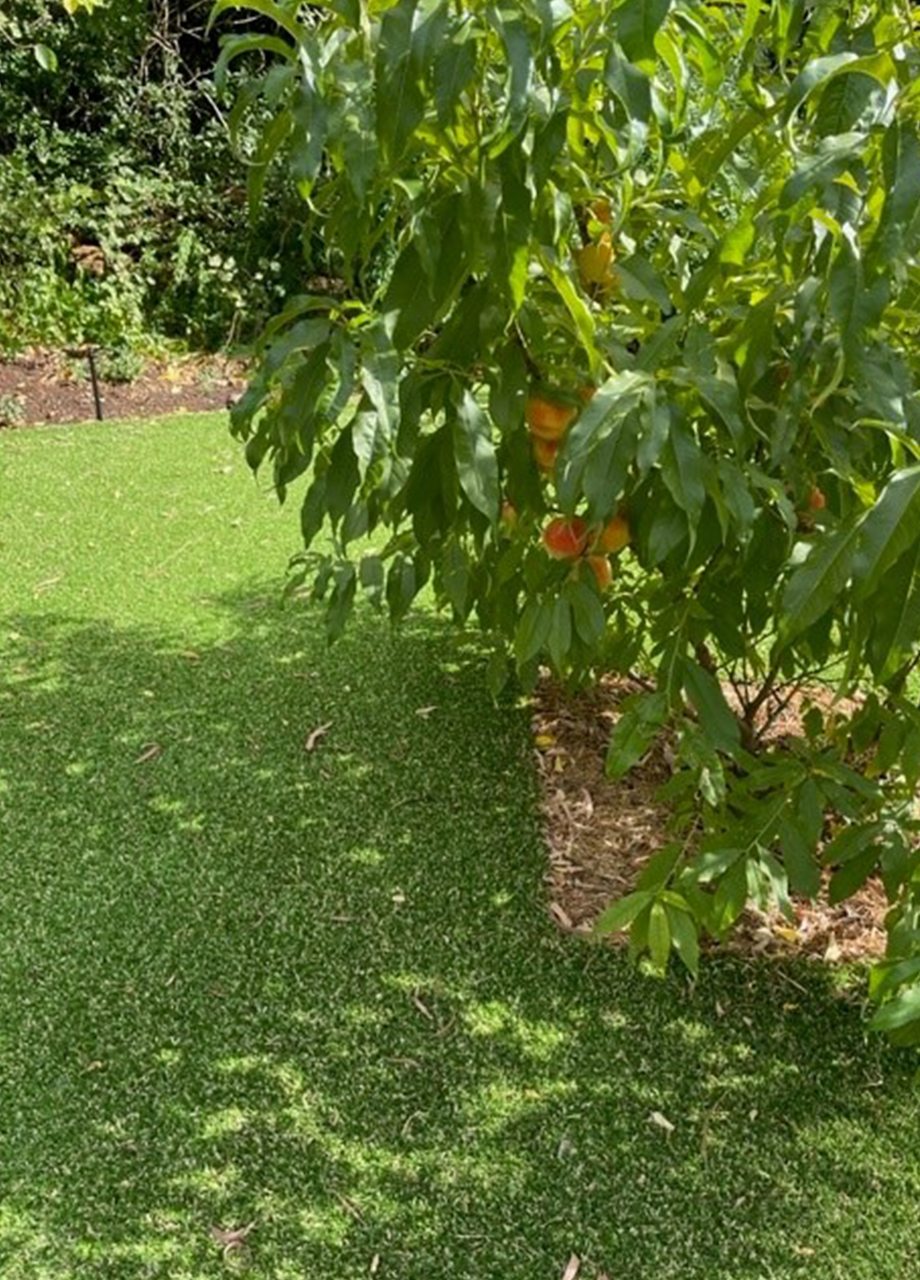 Trees & Synthetic Grass - Green Planet Grass