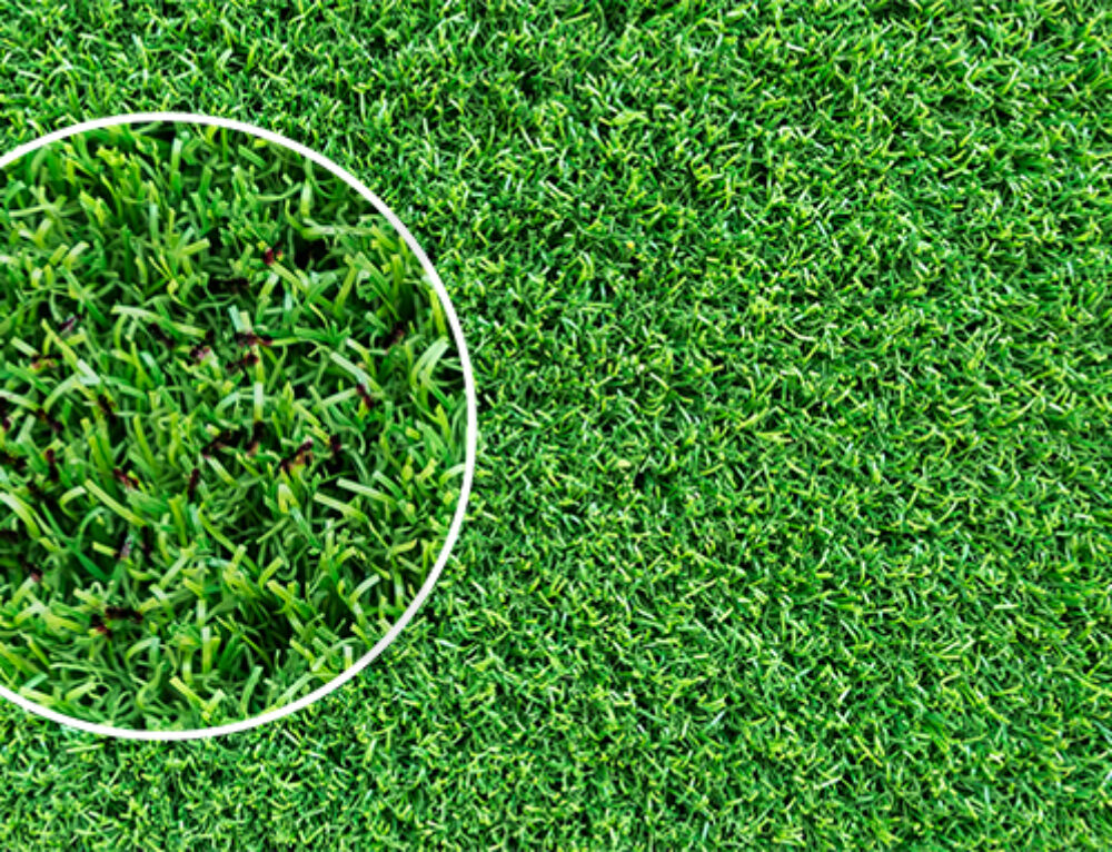 Home Bowling Green Green Grass in Western Australia