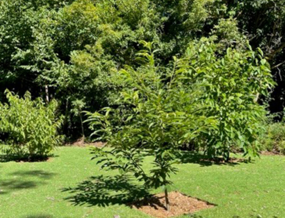 Synthetic Bowling Green Maintenance Service Green Grass