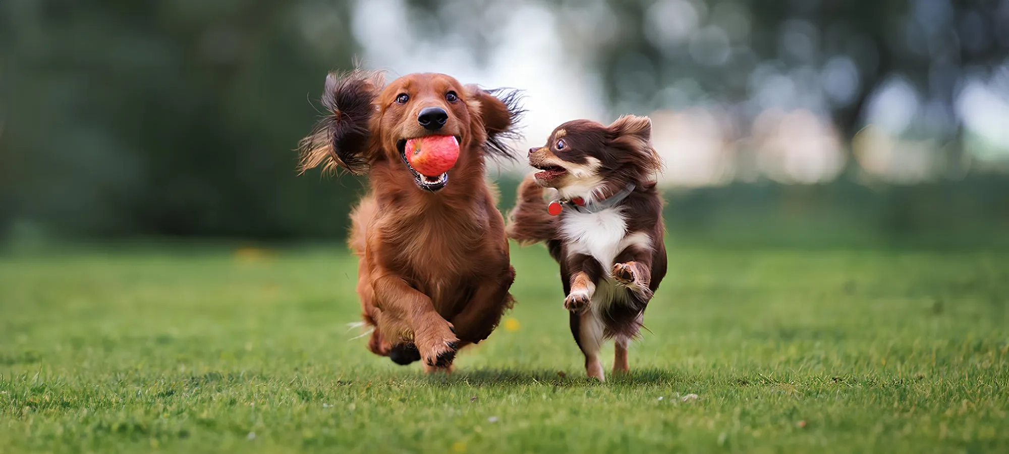 Artificial Grass For Dogs | Green Planet Grass