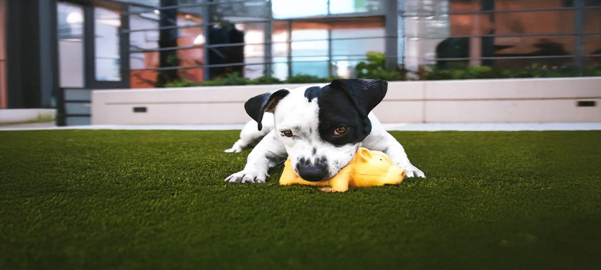 PetFill – GPG