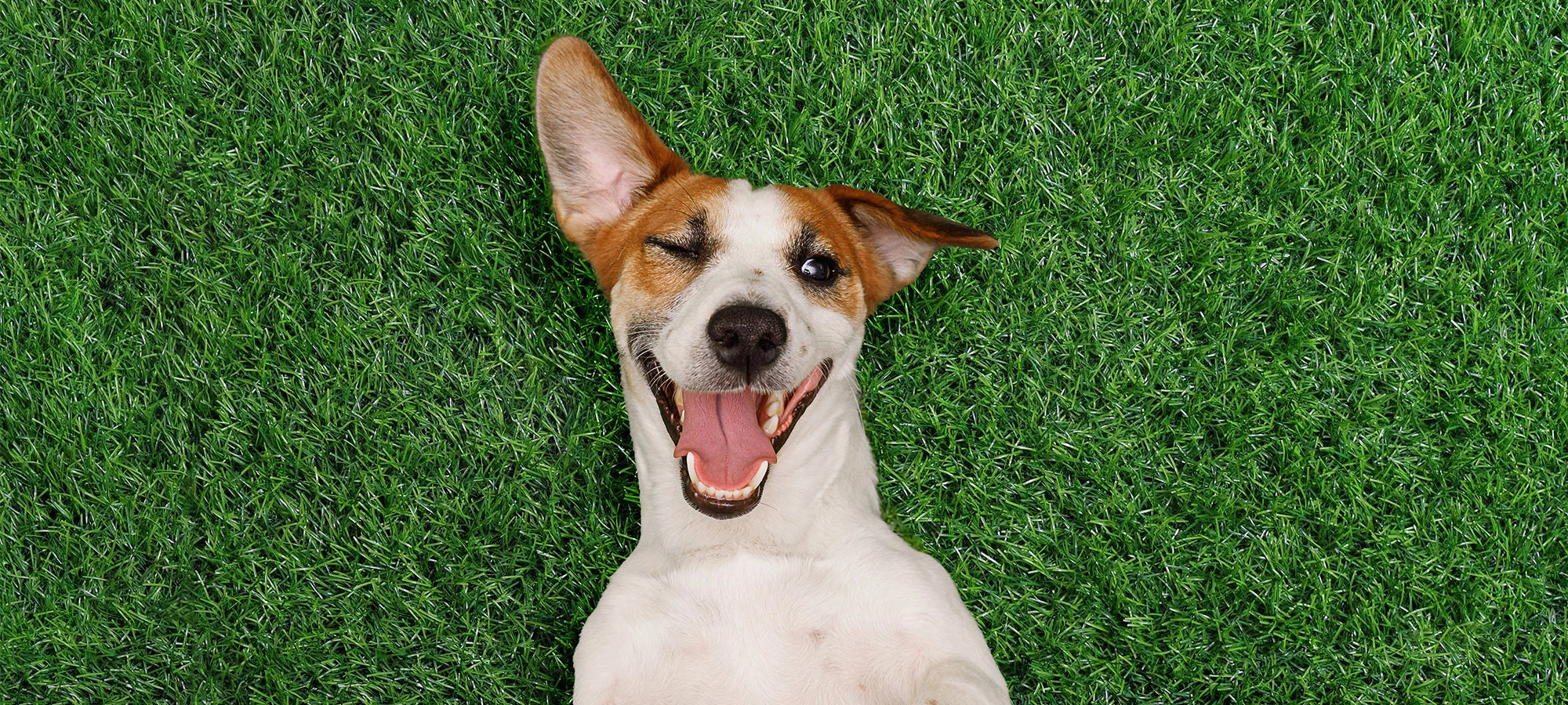 Pet-Friendly Artificial Grass
