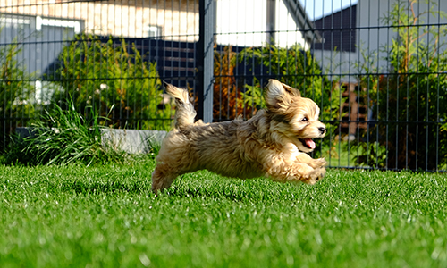 Lawn Reborn™